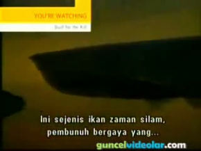 arowana ejderha balığı