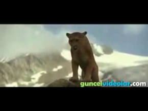 yavru ayı ile dağ aslanı