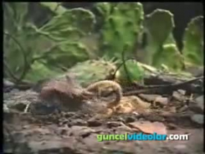 Fare İle Akrep Dövüşü