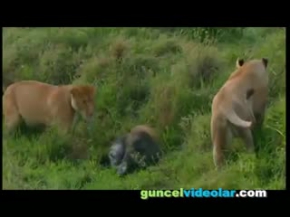 2 Aslan Domuz Avlıyor