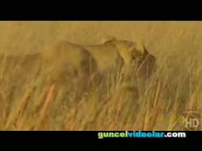 Aslanların Bufalo Avı