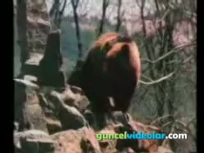 Ayı Domuzu Avlıyor