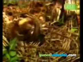 Leopar Timsahı Avlıyor