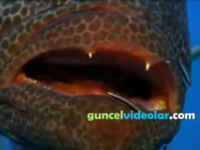 Doğadaki 10 mükemmel avcı 1.Kısım