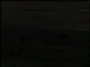 Ayı ve Geyik - müthiş mücadele