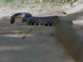 Belgesel BBC Hayat 2 - KISIM 4 / 5