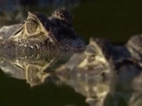 Belgesel BBC Hayat 2 - KISIM 2 / 5