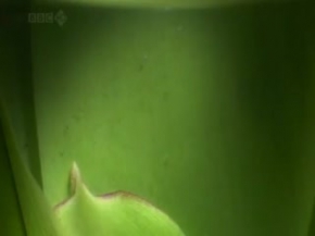 Belgesel BBC Hayat 1 - KISIM 5 / 5