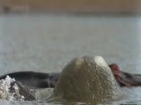 Belgesel BBC Hayat 1 - KISIM 4 / 5