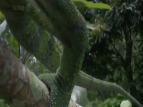 Belgesel BBC Hayat 1 - KISIM 2 / 5