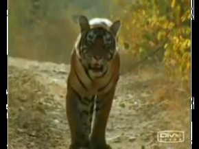 Kaplan Dövüşü - Tiger Fight