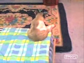 Bu kedi çok dertli :((