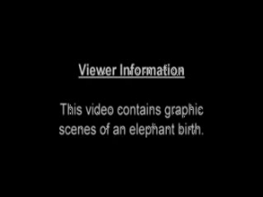 Filin doğan yavrusunu yaşatmak için sarfettiği çaba