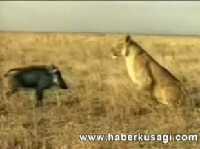 Aslanın Başına Bela Olan Domuz