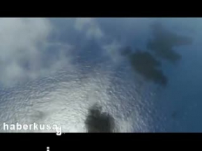 Uçan Balıklar: Denizden Havalanabilen Hayvanlar