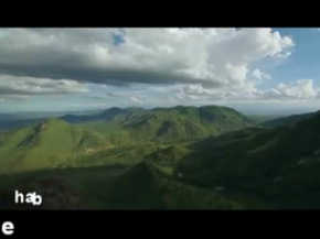 Üç Çita Bir Deve Kuşuna Karşı