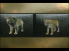 vahsi doga aslan ve kaplan