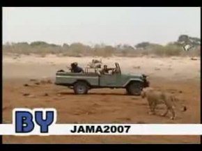 Vahsi Doga Aslanlar fil avinda