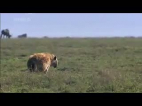 Vahsi Doga aslanlar sirtlan avinda