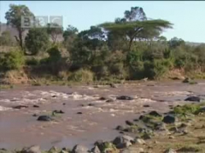 Vahsi Doga aslanlar timsah avinda