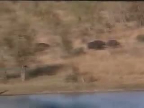 Vahsi Doga Aslan bufalo ve timsah