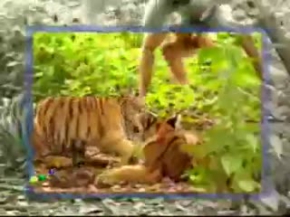 çılgın maymundan muzip hareketler :))