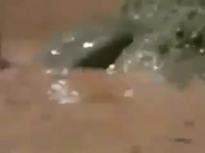 Kurbaganin Yavrularini Kurtarma Azmine Bakin.