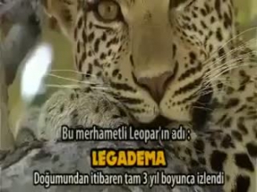 Merhametli Leopar LEGADEMA.