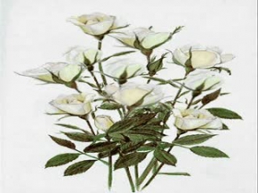 Fırın üstünde Fırın