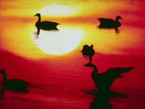 Çay Süleyman Şahintürk