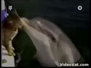 kedi yunusu mu seviyor? yunus kediyi mi ?