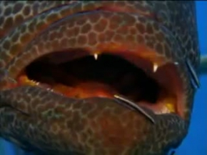 Vahsi Doga.Belgesel-Turkce