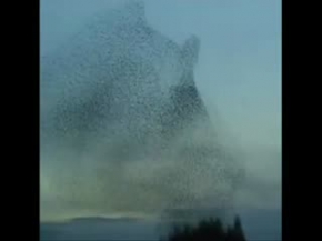 Ömer Karaoglu -Kuslar