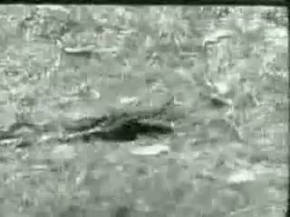 PİTON VE JAGUARIN SAVAŞI (BELGESEL)