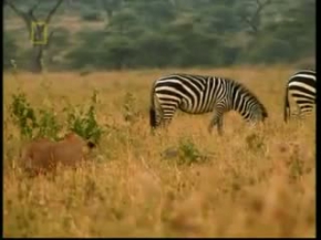 Aslanın Zebraya Muhteşem Saldırı Anı