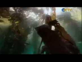 Sıradışı balıklar püskül balığı