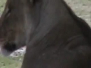 Aslanların domuz avı - Hiç bu kadar zor olmamıştı