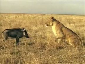 Avından kaçan Aslan