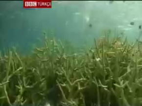 Dünyada kaç çeşit canlı var