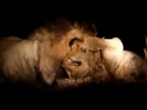 Aslan Rakibini Boğarak Öldürdü