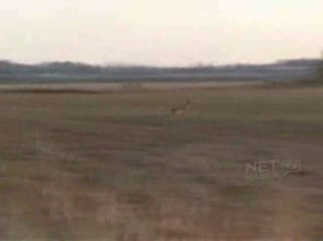 Kartal geyik avında