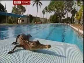 Timsahın havuz keyfi