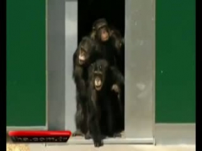 30 yıl güneş gösterilmeyen maymunlar