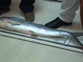 Bu balık Akdenizde ilk kez görüldü