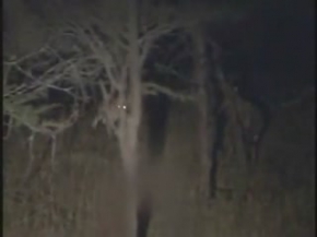 Aslanların Akşam Sefası Belgesel