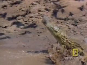 Timsahlar ve kuşlar