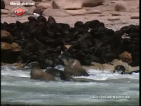 İşte okyanusların en müthiş avcısı!