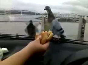 Güvercine işkence!