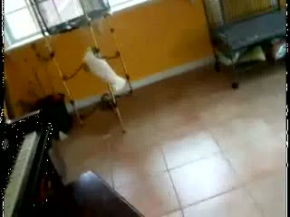 Papağandan tırsan kocaman köpek