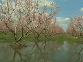 hikaye Beyazid-i Bistami ve annesi